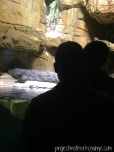 bronx-zoo-1