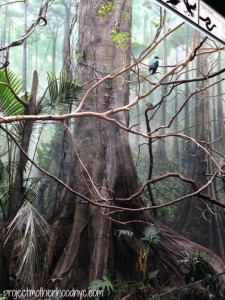 bronx-zoo-4