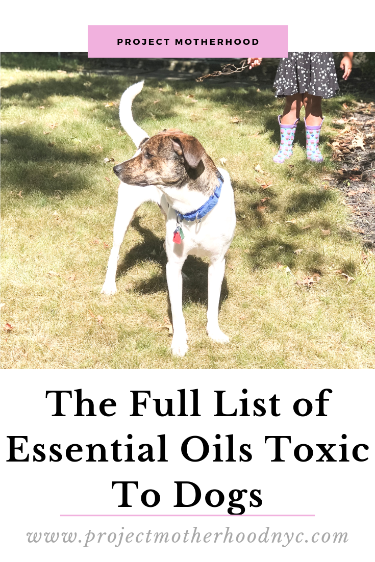 essential oils toxic to dogs pin 2 Project Motherhood